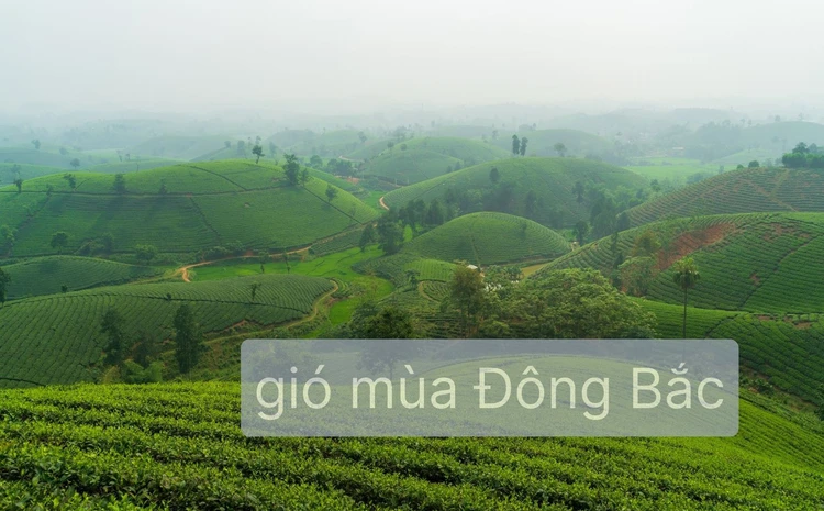 gio mua dong baccdkh 17655367118171949057137 39 0 1038 1599 crop 1765536716359183731233
