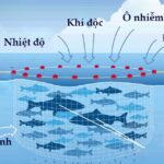 Nguyên Nhân Sinh Ra Gió Là Gì? Áp Suất, Nhiệt Độ, Hiệu Ứng Coriolis