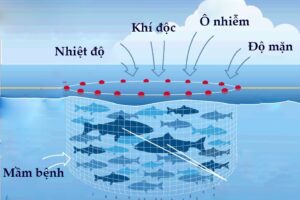 Nguyên Nhân Sinh Ra Gió Là Gì? Áp Suất, Nhiệt Độ, Hiệu Ứng Coriolis