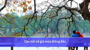 Gió Mùa Đông Bắc Xuất Phát Từ Đâu? Giải Mã Nguồn Gốc, Ảnh Hưởng Miền Bắc