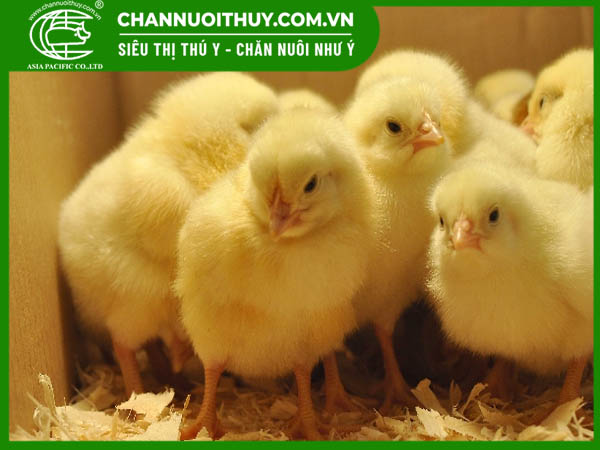 Nhiệt Độ Úm Gà Con: Điều Chỉnh Phù Hợp Giúp Gà Khỏe Mạnh, Tăng Trưởng Đồng Đều 1 Nhiệt độ úm gà con chuẩn theo từng giai đoạn phát triển
