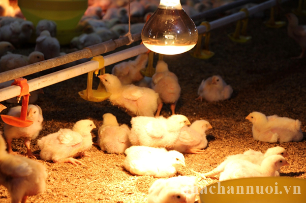 Nhiệt Độ Úm Gà Con: Điều Chỉnh Phù Hợp Giúp Gà Khỏe Mạnh, Tăng Trưởng Đồng Đều 2 Tầm quan trọng của nhiệt độ úm đối với sự phát triển của gà con