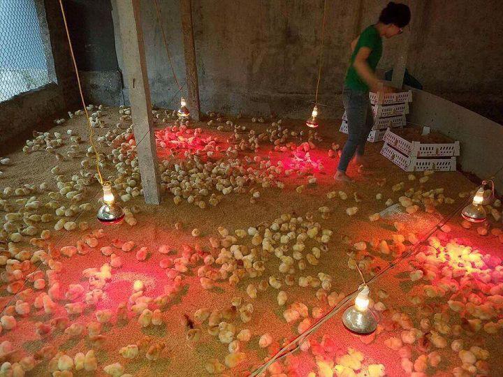 Nhiệt Độ Úm Gà Con: Điều Chỉnh Phù Hợp Giúp Gà Khỏe Mạnh, Tăng Trưởng Đồng Đều 3 Hướng dẫn thiết lập chuồng úm đạt nhiệt độ lý tưởng