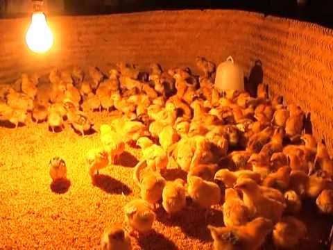 Nhiệt Độ Úm Gà Con: Điều Chỉnh Phù Hợp Giúp Gà Khỏe Mạnh, Tăng Trưởng Đồng Đều 4 Cách theo dõi và điều chỉnh nhiệt độ úm hiệu quả