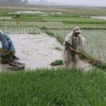 Phân Tích Gió Lạnh Đầu Mùa: Ảnh Hưởng, Cách Đối Phó & Chăm Sóc Sức Khỏe